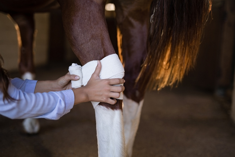 Horse Having Leg Bandaged