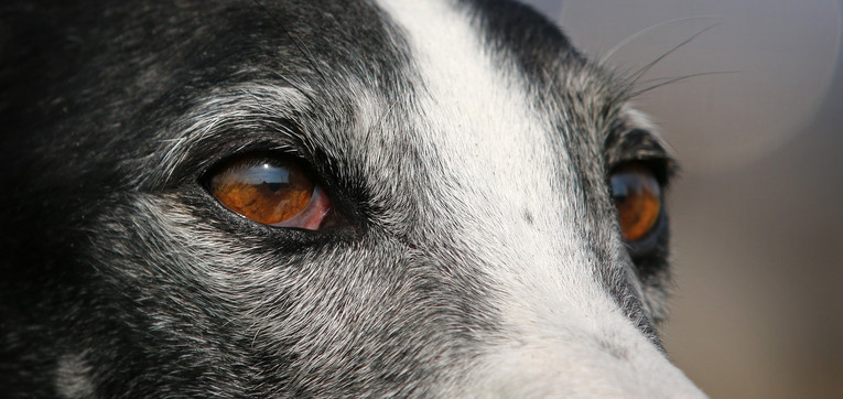 Greyhound's Eyes Close Up