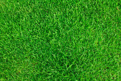 Patch of Grass Close Up