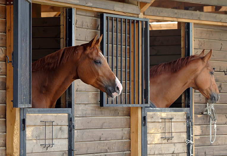 Chestnut Horses in Wooden Stables