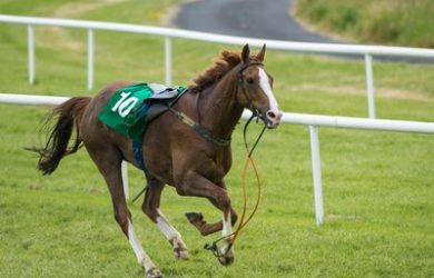 Loose Horse Number 10